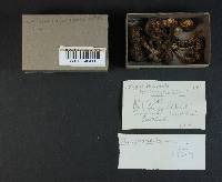 Rhodocollybia maculata image