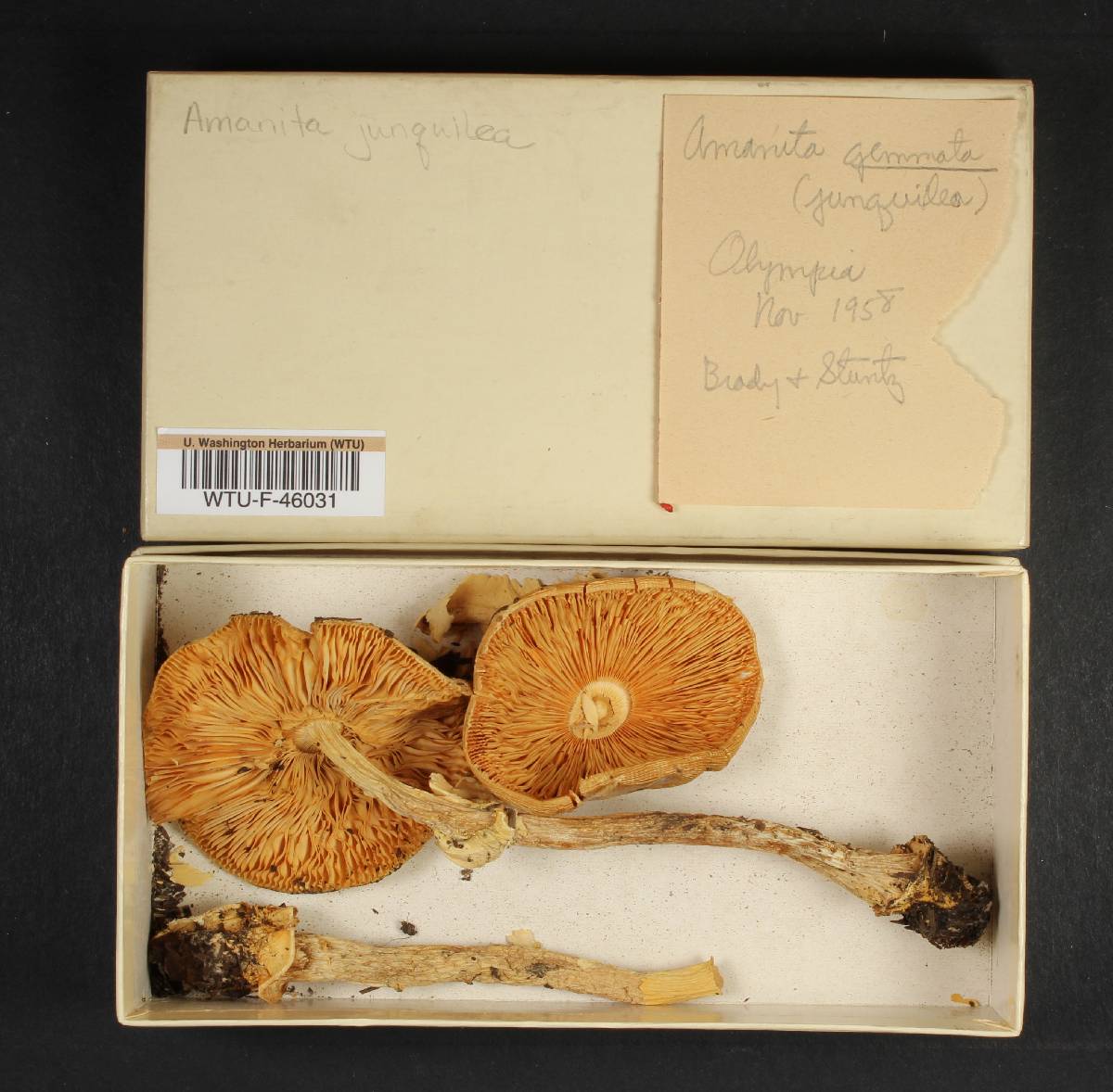 Amanita gemmata var. junquillea image