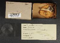 Amanita verna image