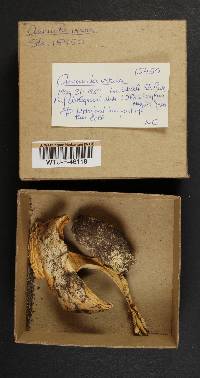 Amanita verna image