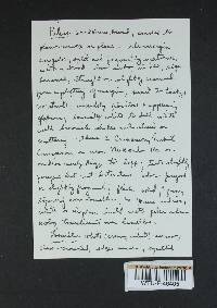 Rhodocollybia maculata image