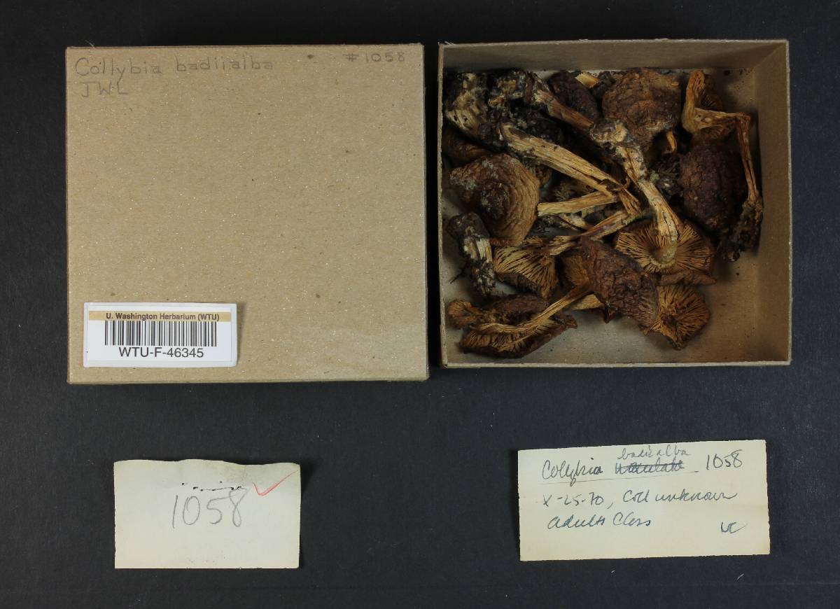 Collybia badiialba image