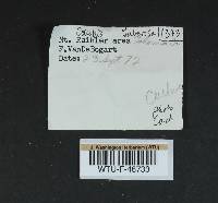 Collybia tuberosa image