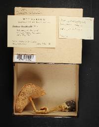 Amanita cothurnata image