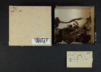 Chroogomphus vinicolor image