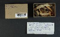 Rhodocollybia maculata image