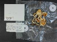 Rhodocollybia maculata image