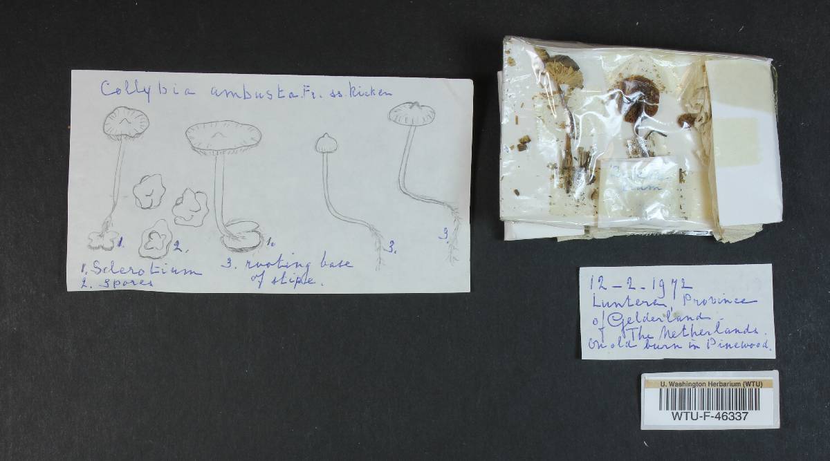Tephrocybe ambusta image