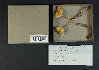 Rhodocollybia maculata image