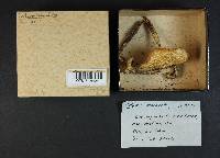 Rhodocollybia maculata image