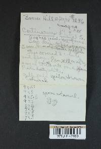 Cortinarius illuminus image