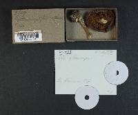 Cortinarius glaucopus image