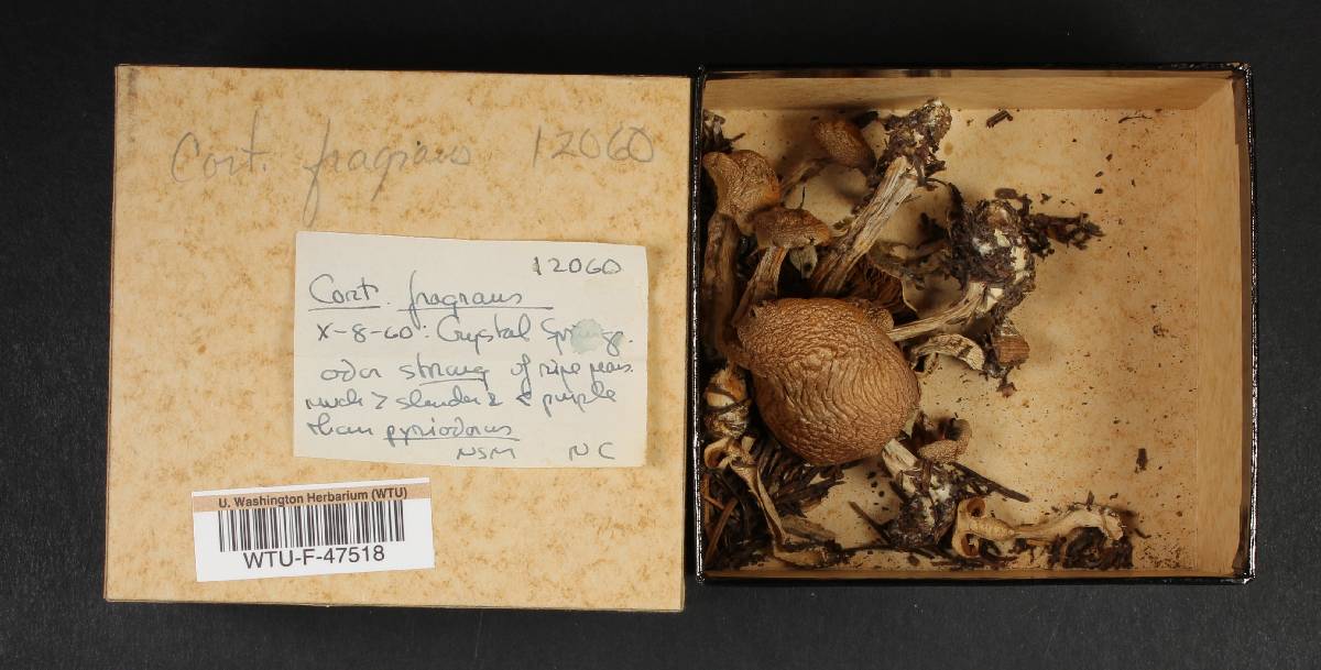 Cortinarius fragrans image