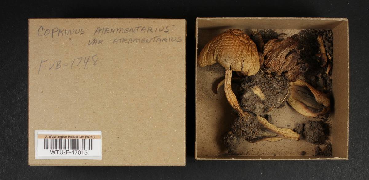 Coprinus atramentarius var. atramentarius image