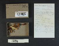Cortinarius damascenus image