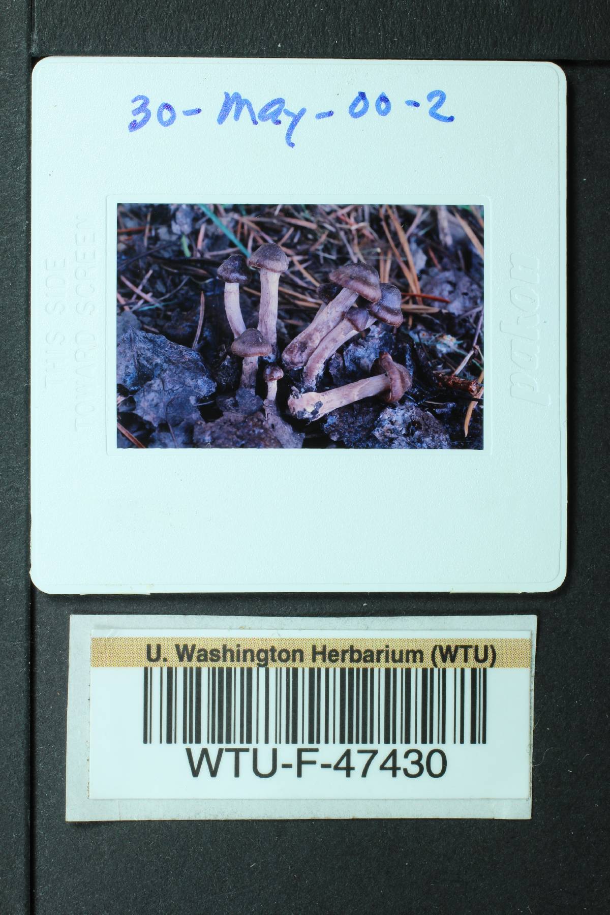 Cortinarius erythrinus image
