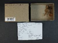 Cystoderma amianthinum image