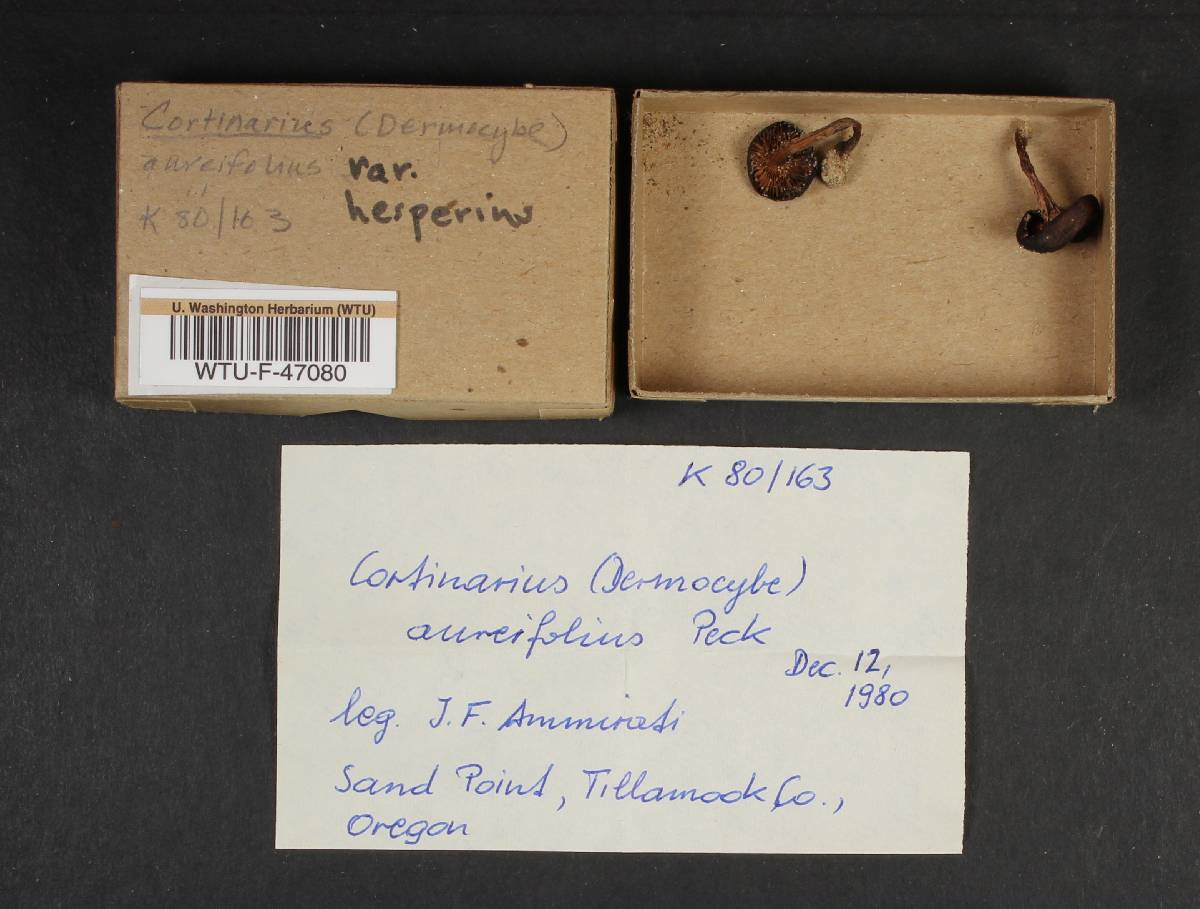 Cortinarius aureifolius var. hesperius image