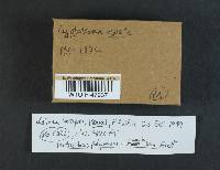 Cyptotrama asprata image
