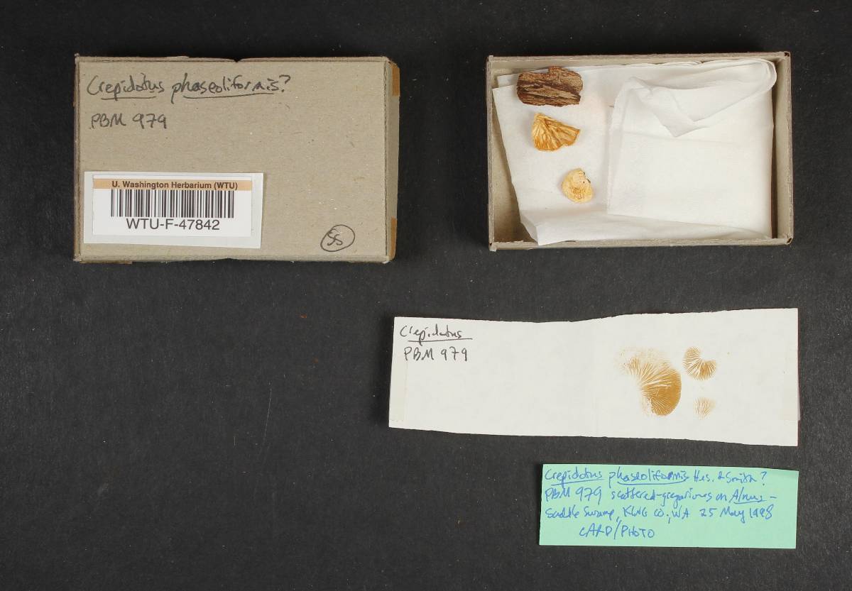Crepidotus phaseoliformis image