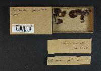 Cortinarius jubarinus image