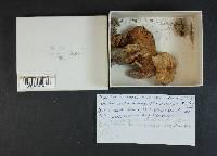Cortinarius largus image