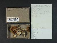 Cortinarius malachius image