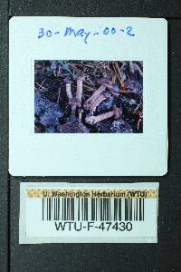 Cortinarius erythrinus image