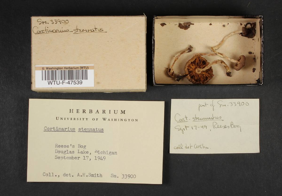 Cortinarius stemmatus image