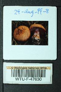 Cortinarius scaurus image