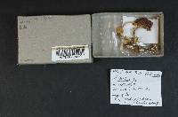 Cortinarius illibatus image