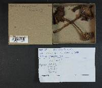 Cortinarius scaurus var. herpeticus image