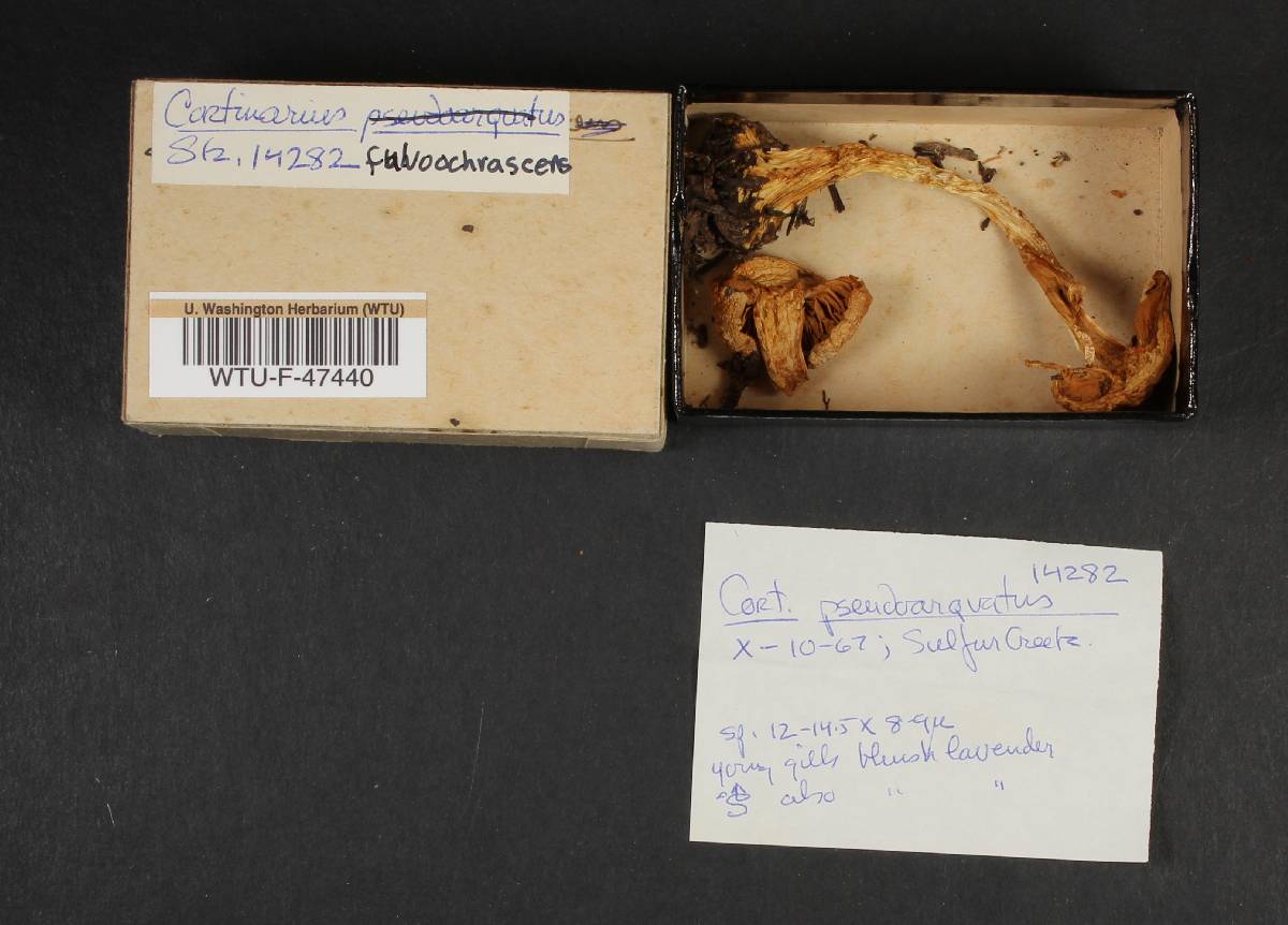 Cortinarius pseudoarquatus image