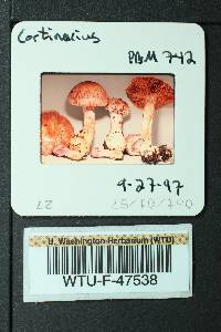 Cortinarius lucorum image