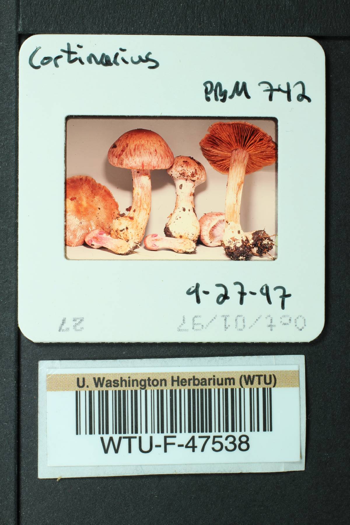 Cortinarius lucorum image