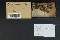 Cortinarius scandens image