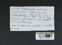 Cortinarius depauperatus image