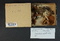 Cortinarius elatior image