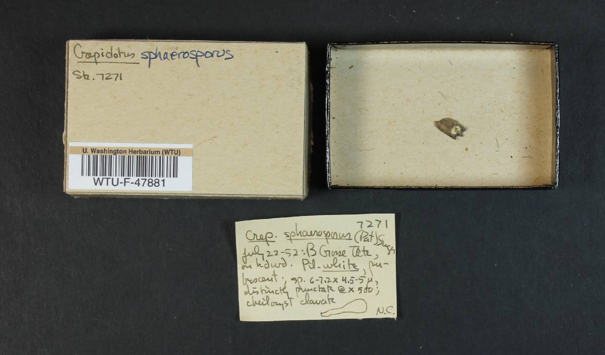 Crepidotus sphaerosporus image