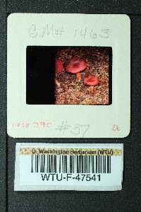 Cortinarius smithii image