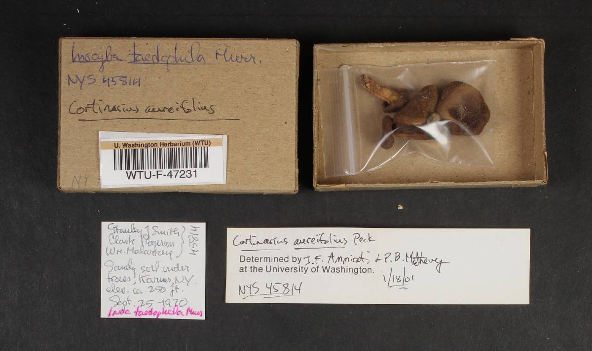 Cortinarius aureifolius image