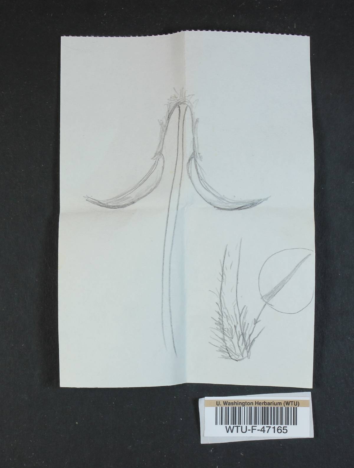 Coprinus patouillardii image