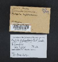 Pholiota highlandensis image