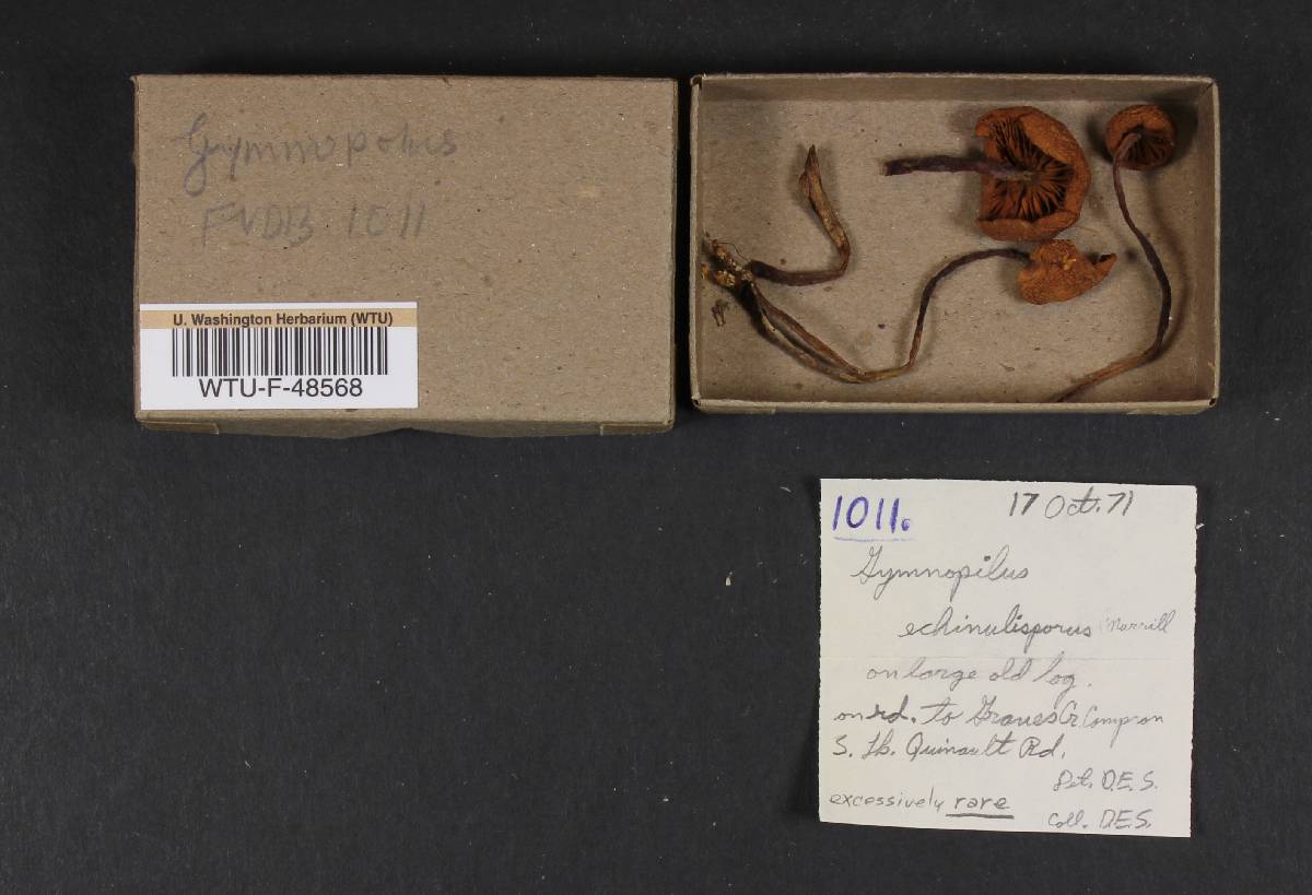Gymnopilus echinulisporus image