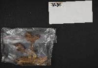 Tricholomopsis decora image