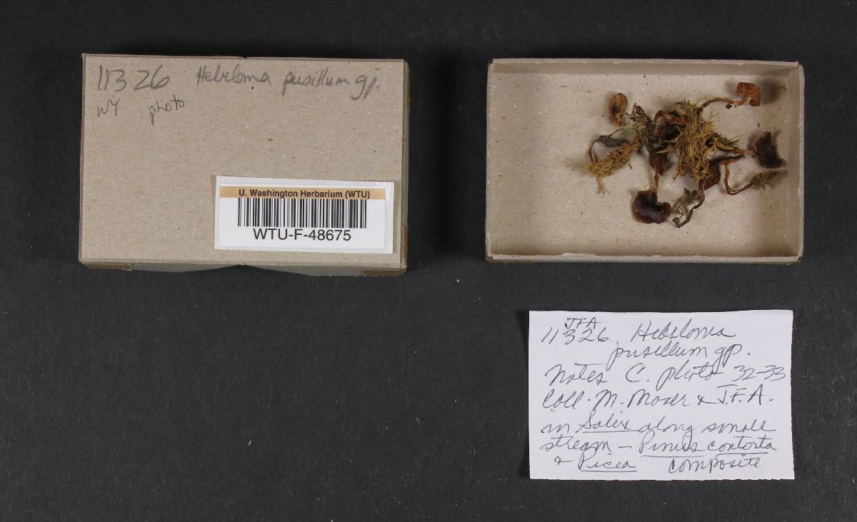 Hebeloma pusillum image