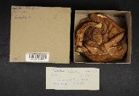 Gyroporus castaneus image