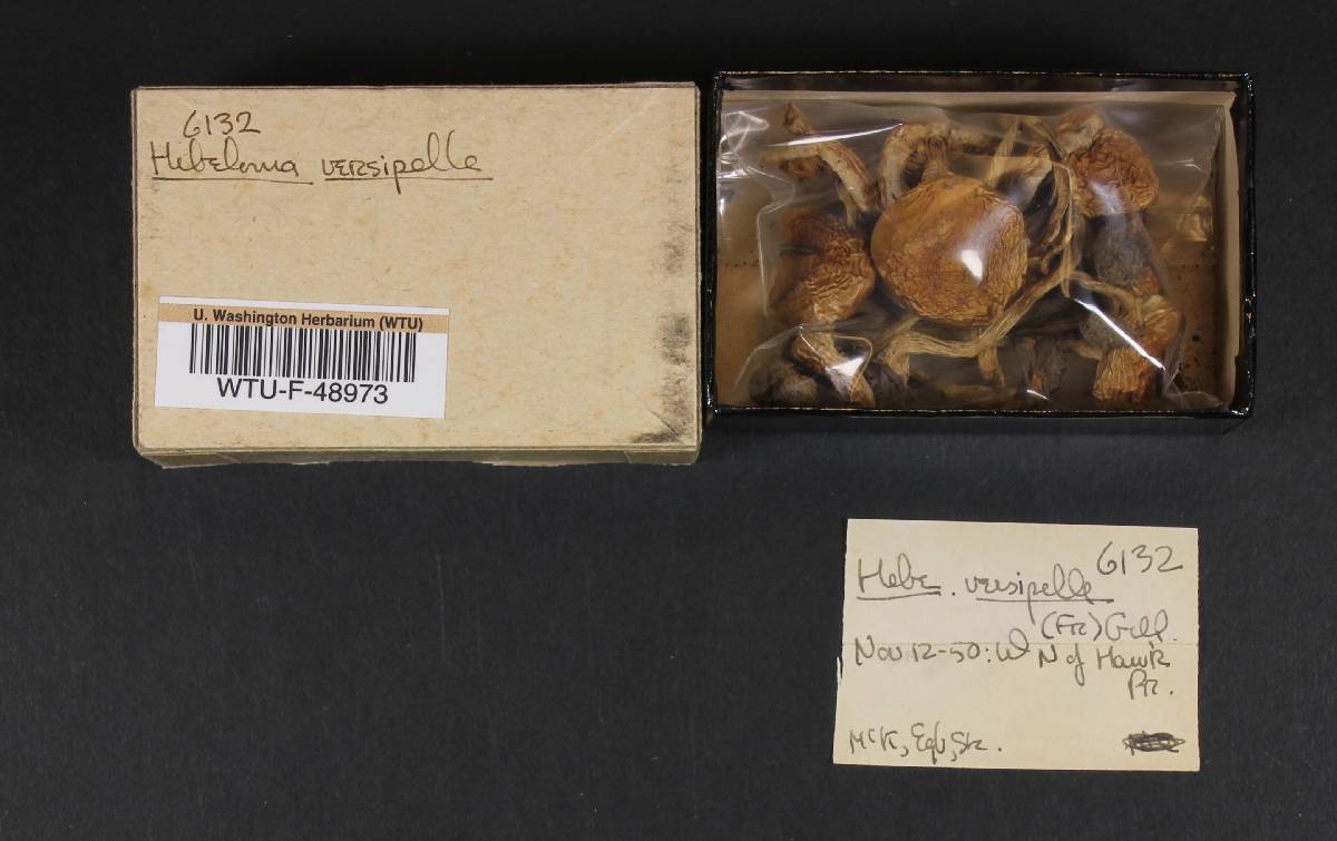 Hebeloma versipelle image