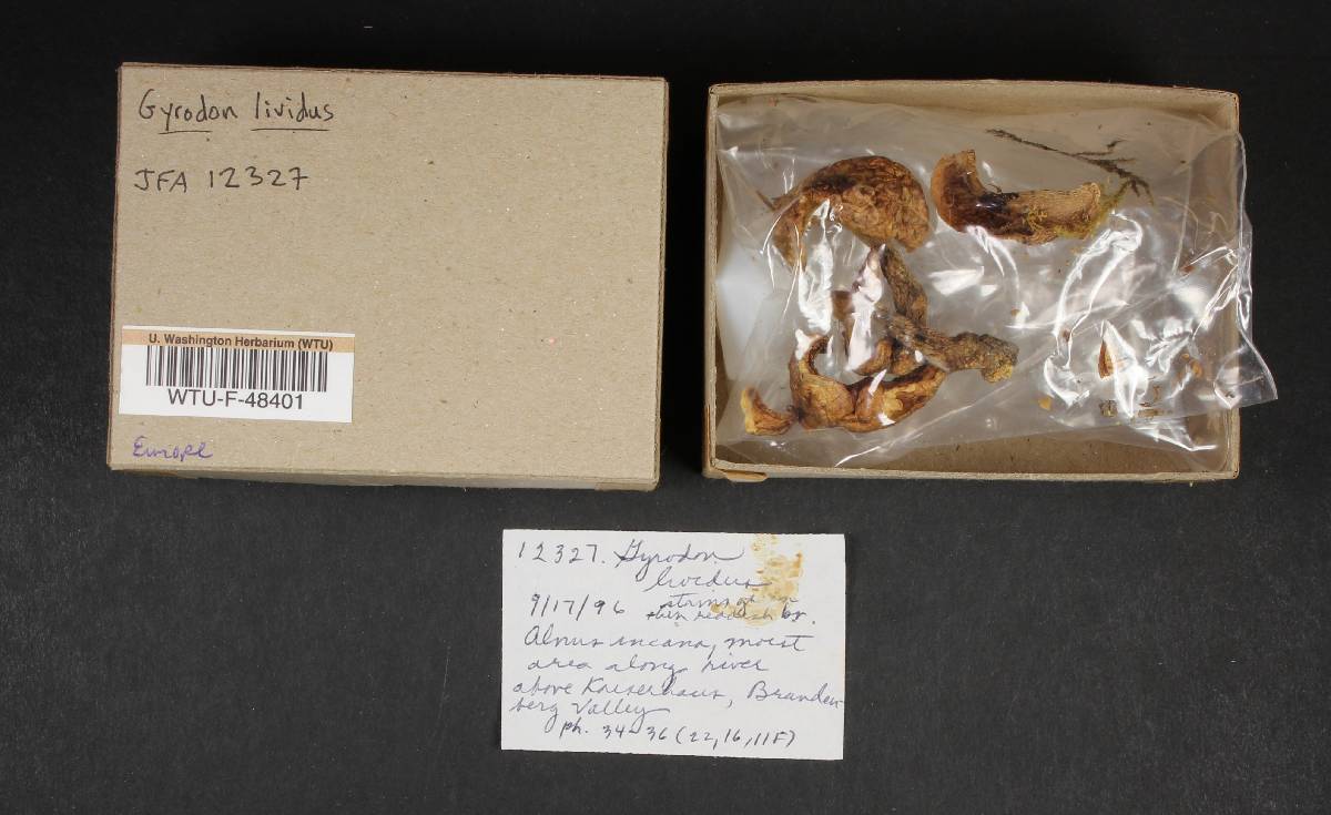 Gyrodon lividus image
