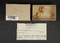 Hebeloma crustuliniforme image